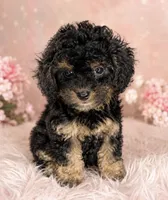 Brownie, a female Poodle - Toy  for sale in Murfreesboro, TN – 2 of 3