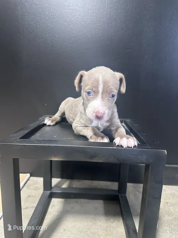 Luka, a male American Bully for sale in Murfreesboro, TN – 1 of 4