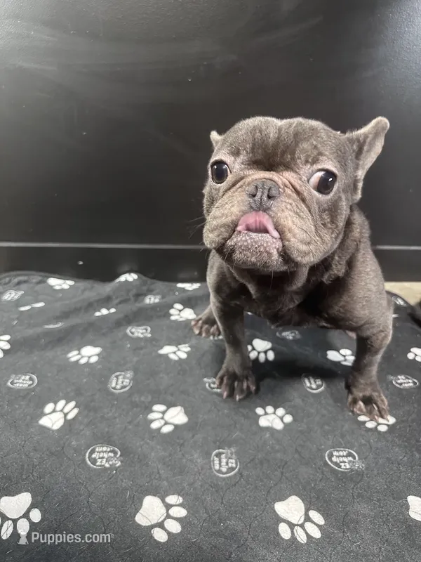Wavey  – French Bulldog puppy for sale in Murfreesboro, TN