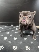 Wavey , a male French Bulldog for sale in Murfreesboro, TN – 1 of 5
