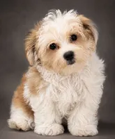 Hunter , a male Morkie for sale in Murfreesboro, TN – 2 of 2