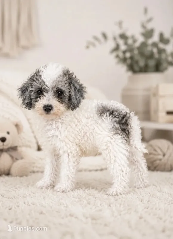 Amigo – Poodle - Toy  puppy for sale in Murfreesboro, TN