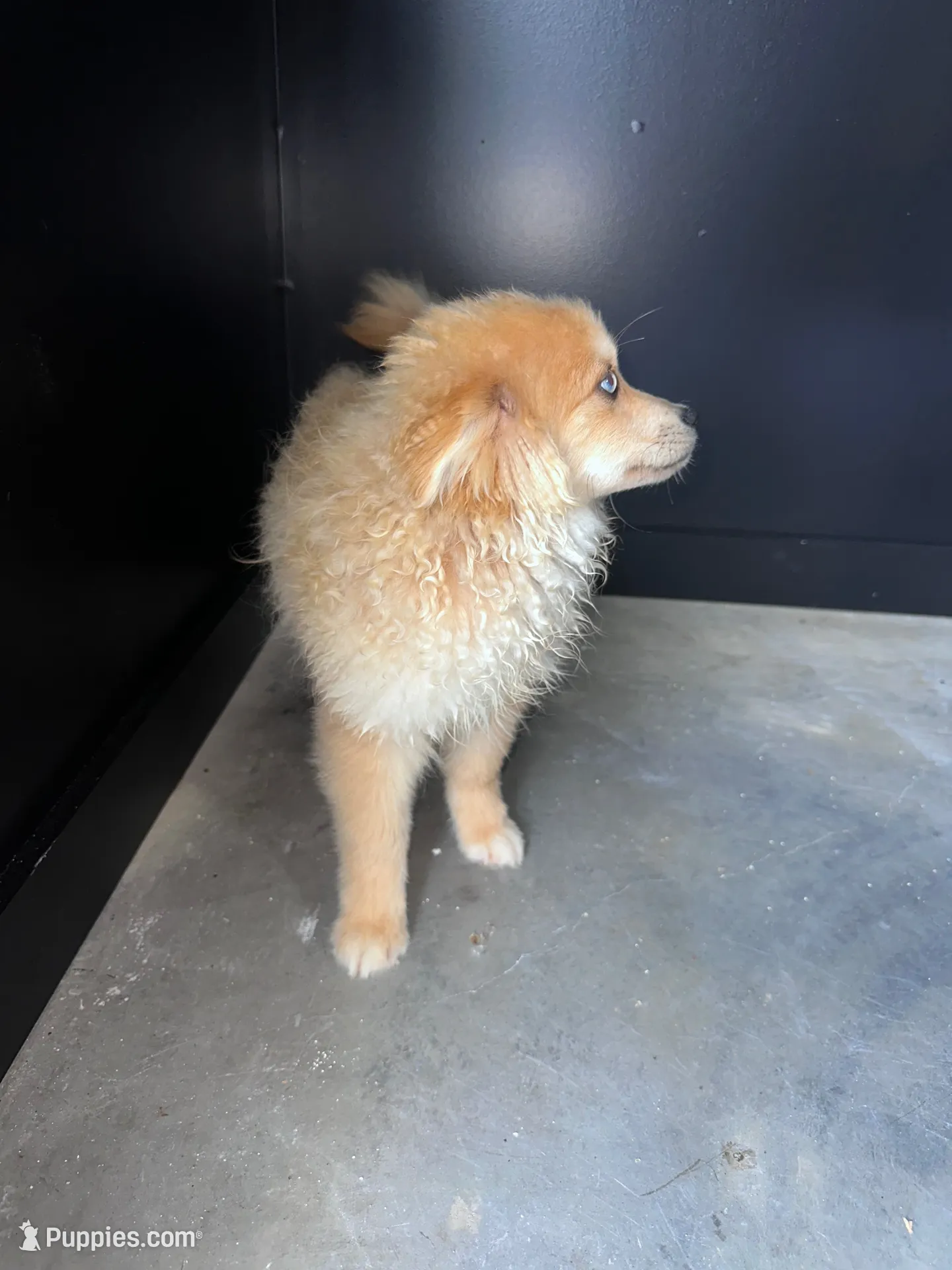 Maddox, a male Pomsky for sale in Murfreesboro, TN – 2 of 5