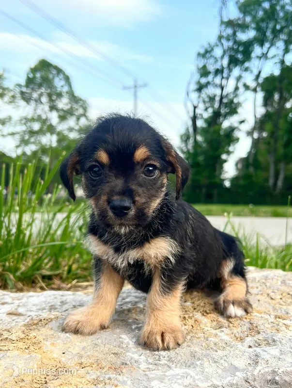 Maxxine, a female Yorkshire Terrier and Miniature Dachshund for sale in Murfreesboro, TN – Photo 1 of 1