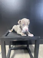 Luka, a male American Bully for sale in Murfreesboro, TN – 4 of 4