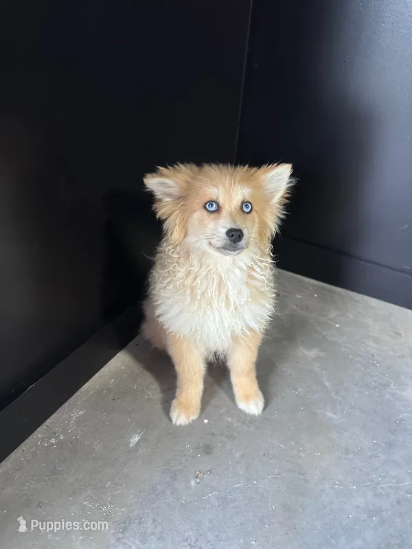 Maddox – Pomsky puppy for sale in Murfreesboro, TN