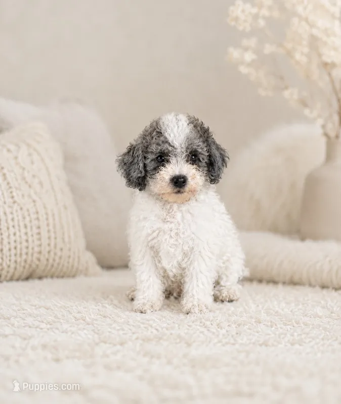 Amigo – Poodle - Toy  puppy for sale in Murfreesboro, TN