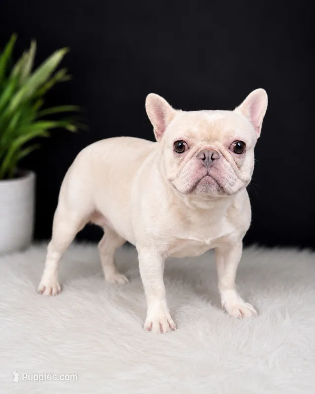 Marshmellow – French Bulldog puppy for sale in Murfreesboro, TN