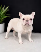 Marshmellow, a male French Bulldog for sale in Murfreesboro, TN – 1 of 3