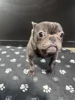Wavey , a male French Bulldog for sale in Murfreesboro, TN – 2 of 5
