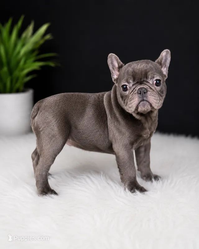 Wavey  – French Bulldog puppy for sale in Murfreesboro, TN
