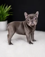 Wavey , a male French Bulldog for sale in Murfreesboro, TN – 1 of 3