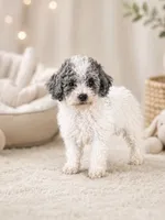 Amigo, a male Poodle - Toy  for sale in Murfreesboro, TN – 3 of 4
