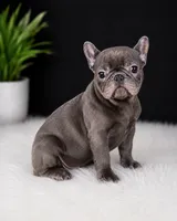 Wavey , a male French Bulldog for sale in Murfreesboro, TN – 3 of 3
