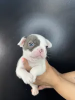 Poncho, a male French Bulldog for sale in Murfreesboro, TN – 5 of 5