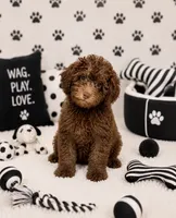 Choco , a male Yorkipoo for sale in Murfreesboro, TN – 4 of 4