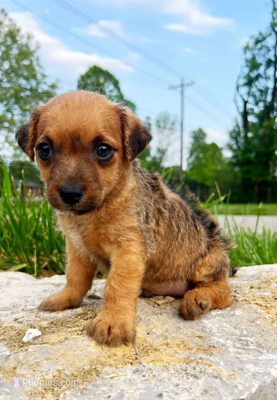 Charlie, a male Yorkshire Terrier and Miniature Dachshund for sale in Murfreesboro, TN – Photo 1 of 1