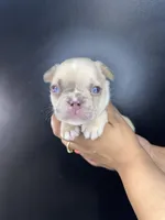 Parker, a male French Bulldog for sale in Murfreesboro, TN – 2 of 5