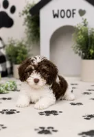 Remington, a male Yorkipoo for sale in Murfreesboro, TN – 2 of 3