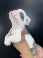 Poncho, a male French Bulldog for sale in Murfreesboro, TN – 4 of 5
