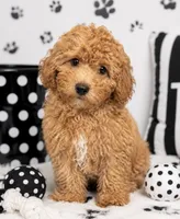 Cin, a male Miniature Goldendoodle for sale in Murfreesboro, TN – 2 of 2
