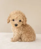Cam, a male Poodle - Toy  for sale in Murfreesboro, TN – 3 of 4