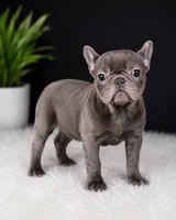 Wavey , a male French Bulldog for sale in Murfreesboro, TN – 2 of 3
