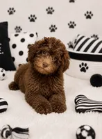Choco , a male Yorkipoo for sale in Murfreesboro, TN – 3 of 4
