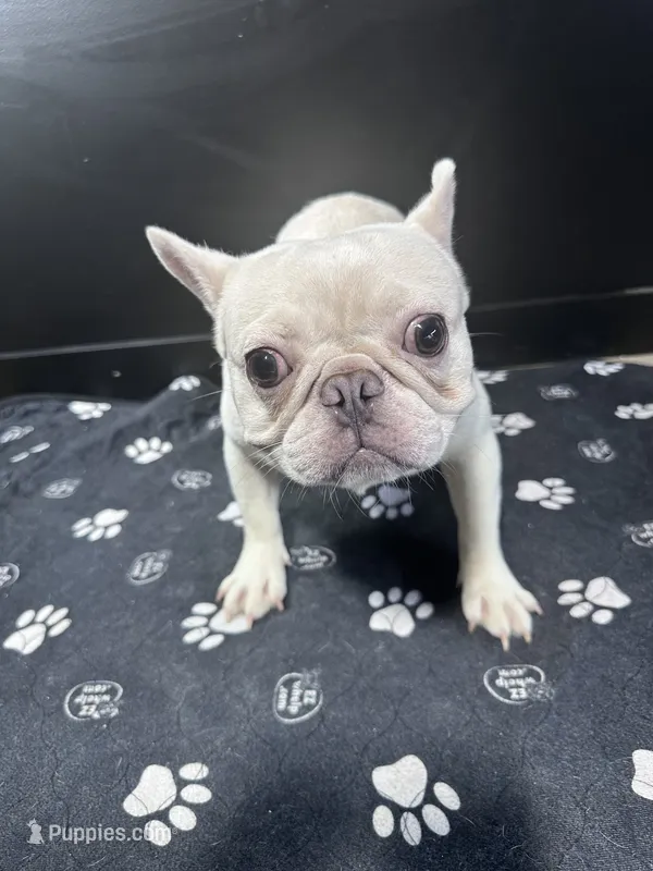Marshmellow – French Bulldog puppy for sale in Murfreesboro, TN