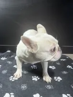 Marshmellow, a male French Bulldog for sale in Murfreesboro, TN – 4 of 4