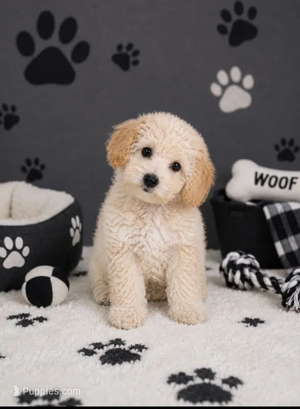 Butter – Poochon puppy for sale in Murfreesboro, TN