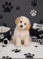 Butter, a male Poochon for sale in Murfreesboro, TN – 1 of 2