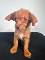 Dobby, a male Chihuahua for sale in Murfreesboro, TN – Photo 1 of 3