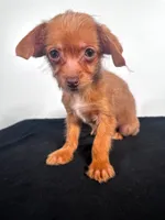 Dobby, a male Chihuahua for sale in Murfreesboro, TN – Photo 2 of 3