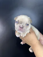 Parker, a male French Bulldog for sale in Murfreesboro, TN – 4 of 5