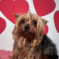 Marley, a male Yorkshire Terrier for sale in Murfreesboro, TN – Photo 3 of 3