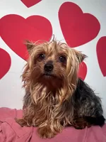 Marley, a male Yorkshire Terrier for sale in Murfreesboro, TN – Photo 3 of 3