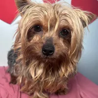 Marley, a male Yorkshire Terrier for sale in Murfreesboro, TN – Photo 2 of 3