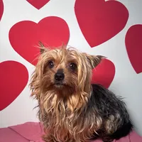 Marley, a male Yorkshire Terrier for sale in Murfreesboro, TN – Photo 1 of 3