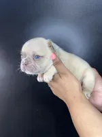 Parker, a male French Bulldog for sale in Murfreesboro, TN – 5 of 5