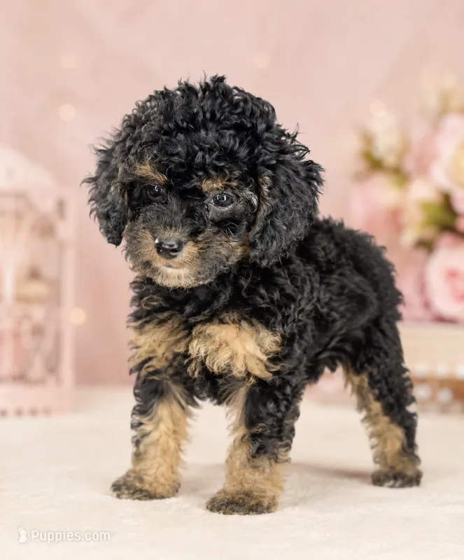 Brownie – Poodle - Toy  puppy for sale in Murfreesboro, TN