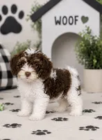 Remington, a male Yorkipoo for sale in Murfreesboro, TN – 3 of 3