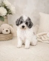 Amigo, a male Poodle - Toy  for sale in Murfreesboro, TN – 3 of 4