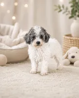 Amigo, a male Poodle - Toy  for sale in Murfreesboro, TN – 2 of 4