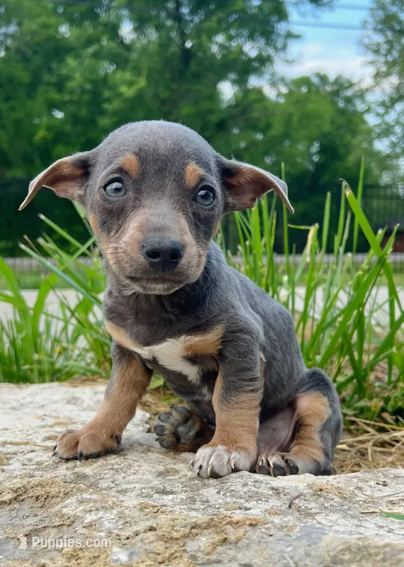 Dobby, a male Miniature Dachshund for sale in Murfreesboro, TN – Photo 1 of 1