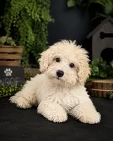 Baxter, a male Poochon for sale in Murfreesboro, TN – 2 of 2