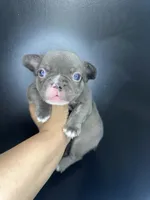 Manny, a male French Bulldog for sale in Murfreesboro, TN – 1 of 1