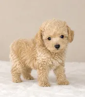 Cam, a male Poodle - Toy  for sale in Murfreesboro, TN – 4 of 4