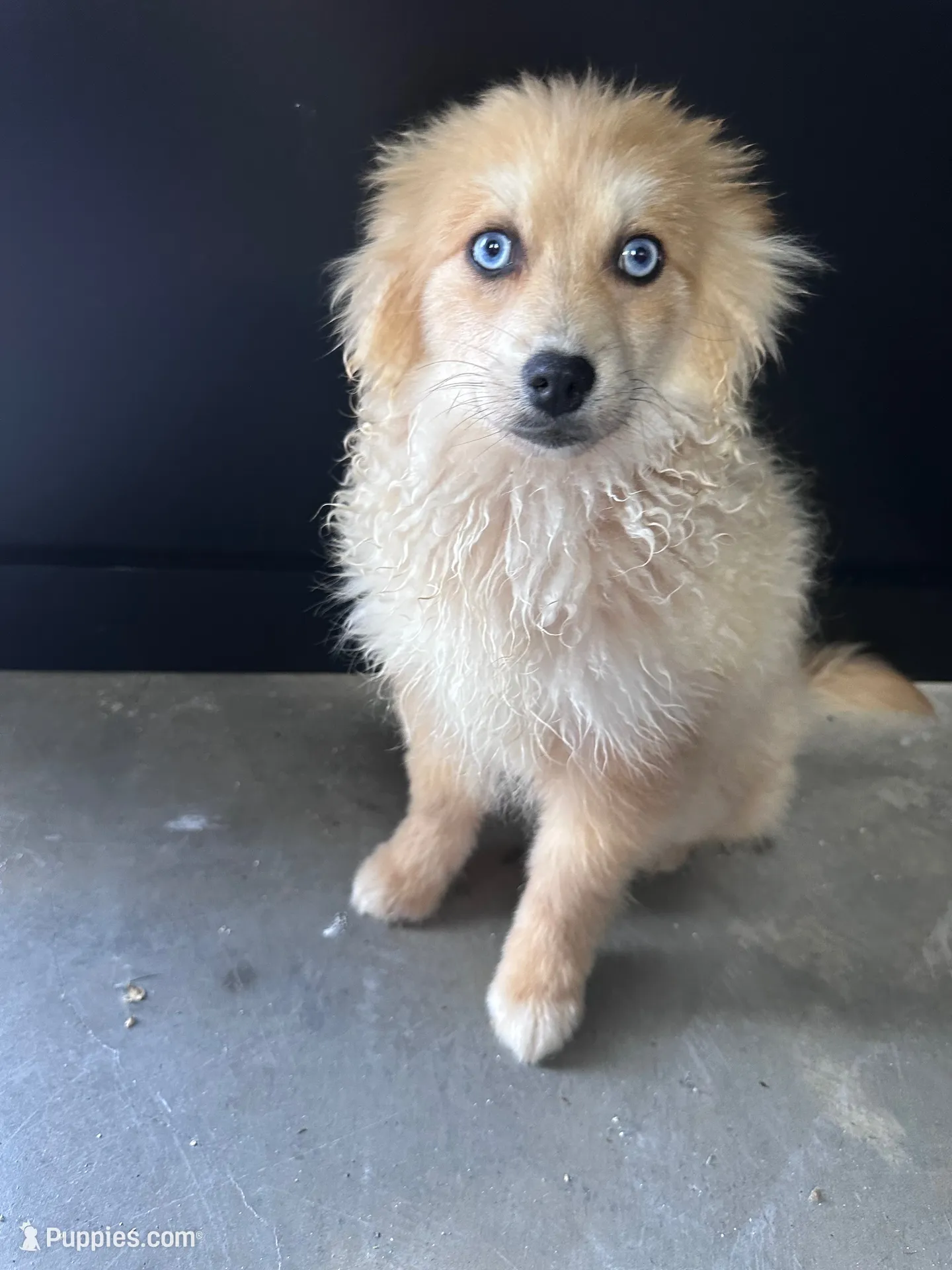 Maddox, a male Pomsky for sale in Murfreesboro, TN – 3 of 5
