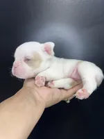 Miss Peach, a female French Bulldog for sale in Murfreesboro, TN – 2 of 4